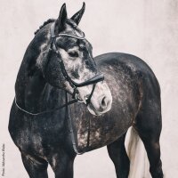 Schockemöhle Sports Trensenzaum Equitus Beta Lack VB schwarz