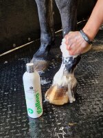 Carr & Day & Martin Gallop Medizinisches Shampoo...