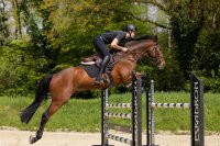 Pikeur Rodrigo - Kniegrip