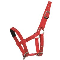 Mini-Shetty Halfter