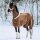 Horze Lincoln Fleece Rug