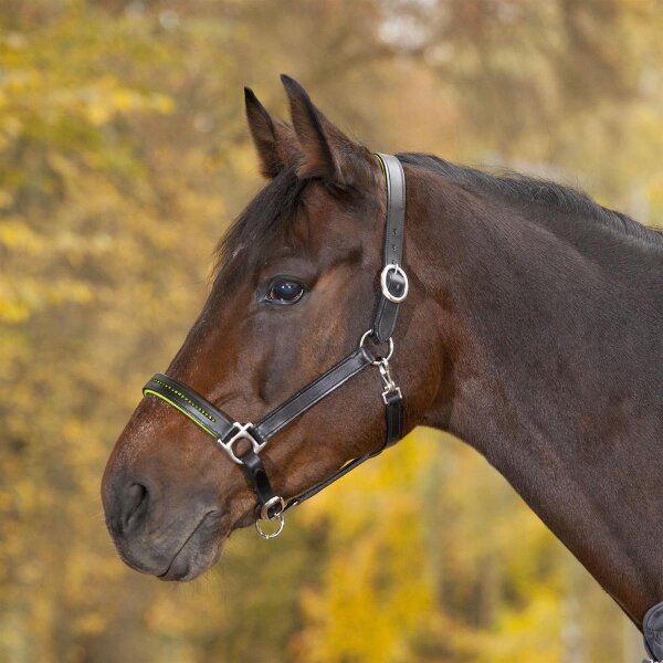STAR Lederhalfter Diamond