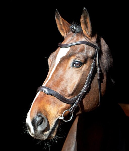 Trensenzaum Equitus Delta