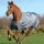 Smartex Turnout Regendecke