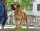 Retriever-Leine Freestyle