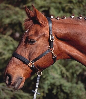 Euroriding Lederhalfter