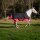 EQUI-THEME Tyrex 1200 D Decke