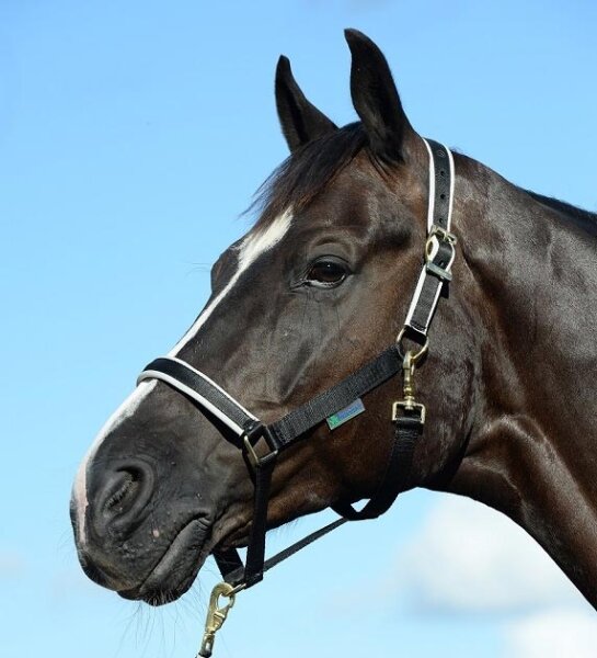 Stallhalfter Dublin