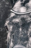 Trensenzaum Equitus Beta