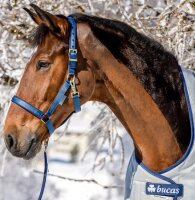 Stallhalfter Dublin