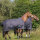 EQUI-THEME Tyrex 1200 D Decke