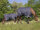 EQUI-THEME Tyrex 1200 D Decke