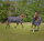 EQUI-THEME Tyrex 1200 D Decke