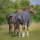 EQUI-THEME Tyrex 1200 D Decke