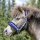 Ponyhalfter Heart