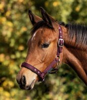 Waldhausen Fohlenhalfter Comfort
