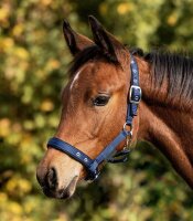 Waldhausen Fohlenhalfter Comfort