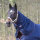 Equitheme Tyrex Halsteil