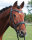 Trense Badminton