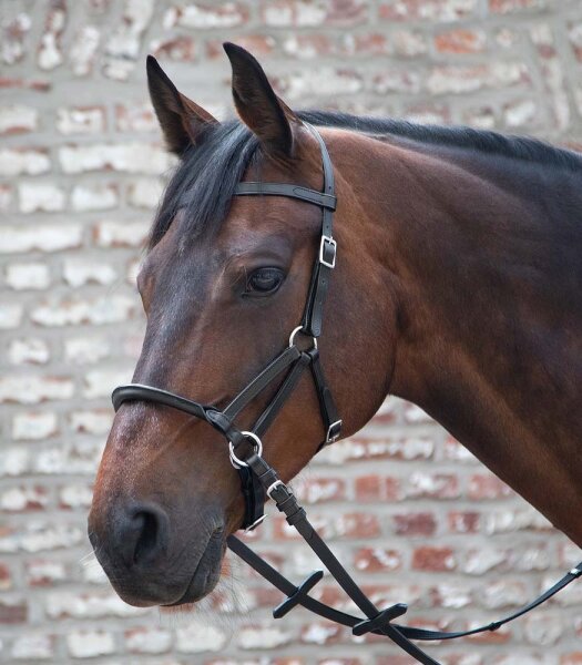 Gebissloser Zaum LTJ Lindel