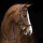 Rambo Micklem MultiBridle