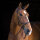 Rambo Micklem MultiBridle