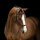 Rambo Micklem MultiBridle