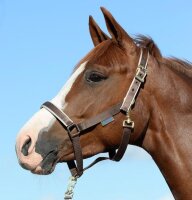 Stallhalfter Dublin