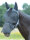 Fliegenmaske FLY BUCKLER GAP +