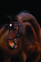 Micklem Competition Bridle