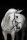 Micklem Competition Bridle