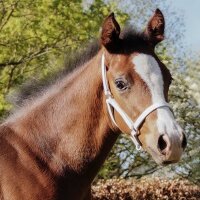 STAR Fohlenvorführhalfter