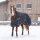 Decke Riding World Oxford