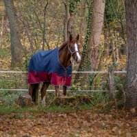 EQUI-THEME Tyrex 1200 D Decke