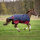 EQUI-THEME Tyrex 1200 D Decke
