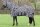 Fliegendecke Zebra