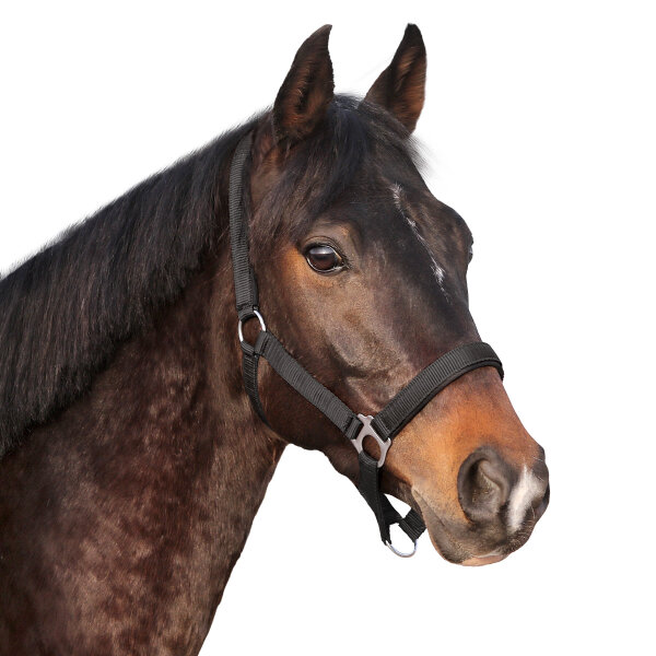 Euroriding Halfter Basic PONY schwarz