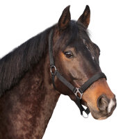 Euroriding Halfter Basic PONY schwarz