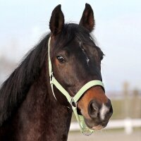 Euroriding Halfter Basic PONY schwarz