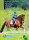 Hippo Book Feines Reiten-bereich. Leben