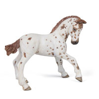 PAPO Appaloosa Fohlen
