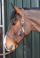 Bucas Stallhalfter Dublin WB braun