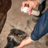 B&E Strahl- & Hufspray 150 ml