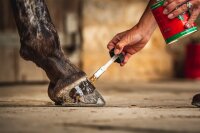 Carr & Day & Martin Cornucrescine Teebaum Huföl 500 ml