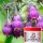 Leovet Silbersalbe 150 ml