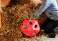 Futterspielball Heuboy
