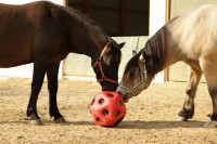Futterspielball Heuboy