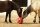 Futterspielball Heuboy