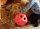 Kerbl Futterspielball Heuboy blau