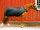 Back on Track Führmaschinendecke 155 schwarz